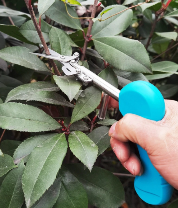 Secateurs for Fruits and Flowers Findclicker